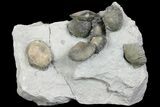 Multiple Ordovician Fossil Brachiopod Plate - Indiana #136983-4